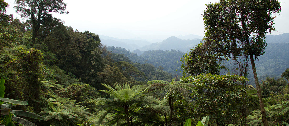World Land Trust x Naturisimo