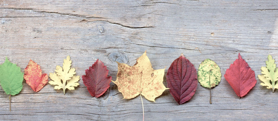 5 Top Wellness Tips for Autumn