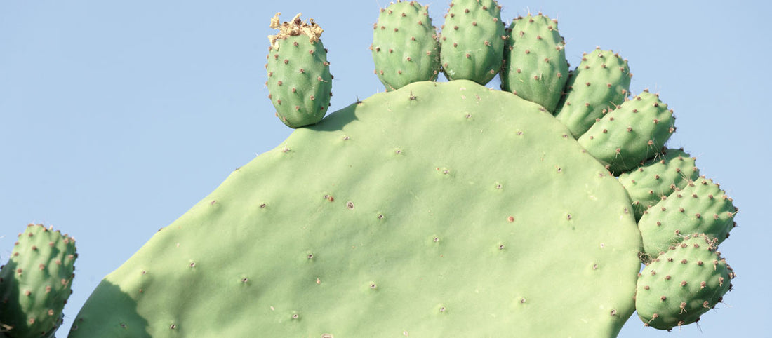 PRICKLY PEAR CACTUS VEGAN BEAUTY OIL