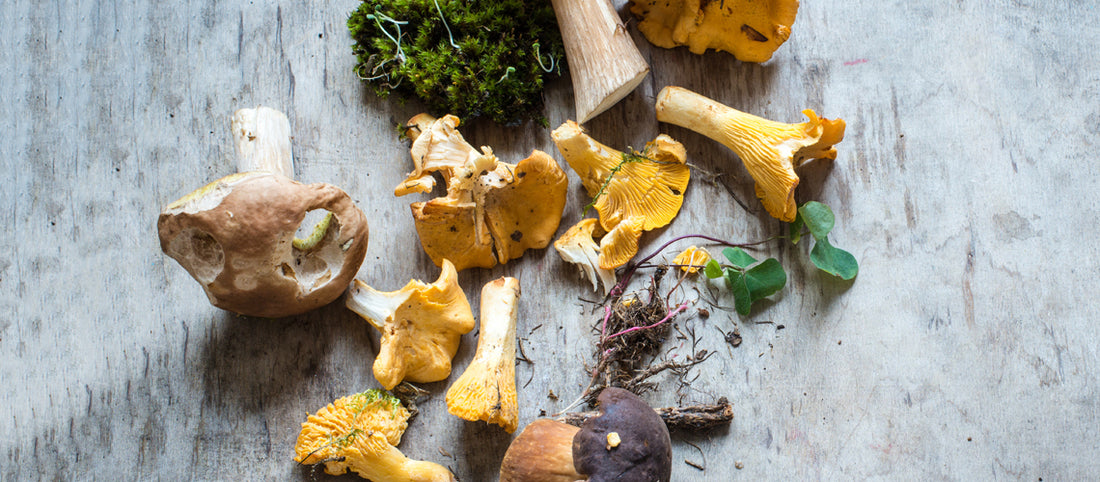 The Surprising Health Benefits of Mushrooms
