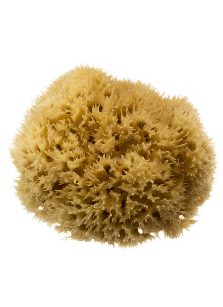Hydrea London Honeycomb Sea Sponge Medium